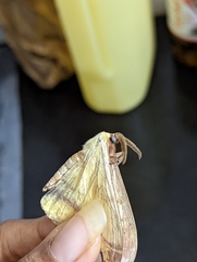 Ophiusa tirhaca