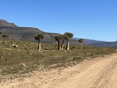 Aloidendron dichotomum