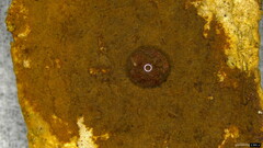 Fuscoporia