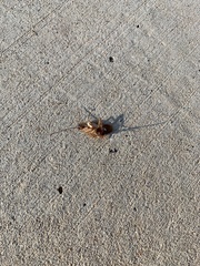 Periplaneta americana