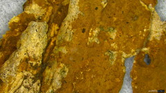 Fuscoporia