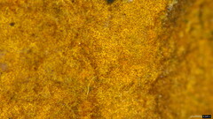 Fuscoporia