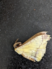 Ophiusa tirhaca