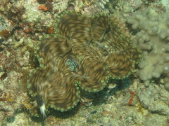 Tridacna squamosa