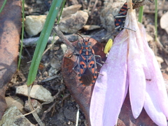 Spilostethus saxatilis