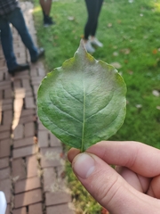 Cercis canadensis