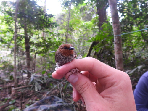 iNaturalist image