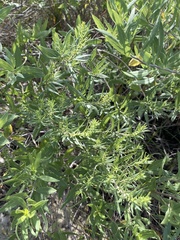 Symphyotrichum oblongifolium