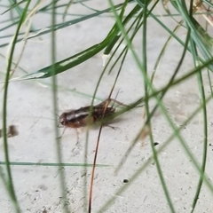 Eunemobius carolinus