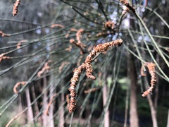Allocasuarina verticillata