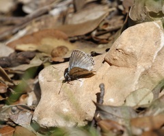 Polyommatus hispana