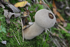 Lycoperdon excipuliforme