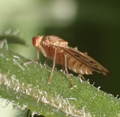Opomyza