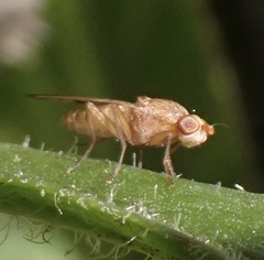 Opomyza