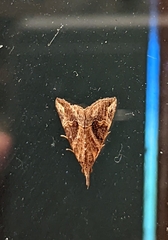 Hypena laceratalis