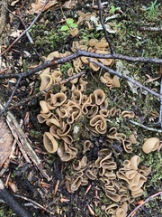 Spathulariopsis velutipes