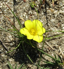 Moraea fugacissima
