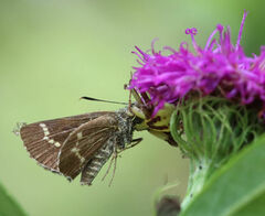 Amblyscirtes aesculapius