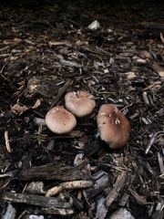 Leucopaxillus gentianeus