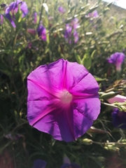 Ipomoea stans