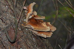 Gymnopilus junonius