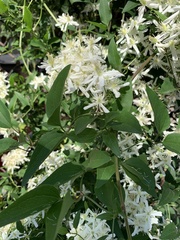 Clematis flammula