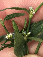 Polygonum aviculare