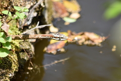 Thelotornis capensis capensis