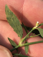 Polygonum aviculare
