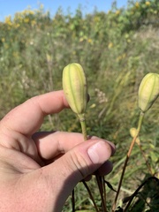 Lilium