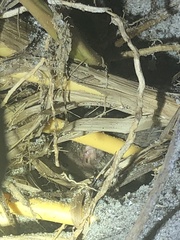 Peromyscus polionotus