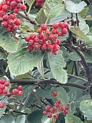 Cotoneaster coriaceus
