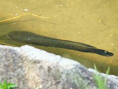 Channa striata