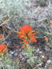 Castilleja applegatei pinetorum