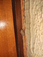 Hyperolius nitidulus