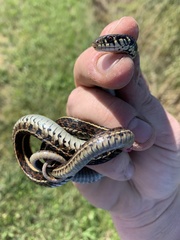 Thamnophis radix