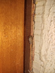 Hyperolius nitidulus