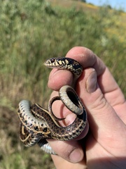 Thamnophis radix
