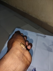 Hyperolius nitidulus