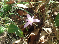 Colchicum autumnale