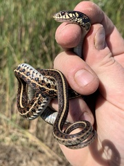 Thamnophis radix