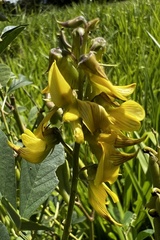 Crotalaria longirostrata