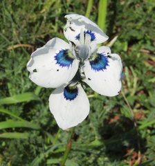 Moraea aristata