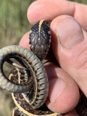 Thamnophis radix