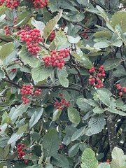 Cotoneaster coriaceus