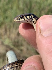 Thamnophis radix