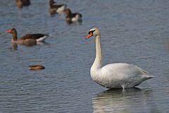 Cygnus olor