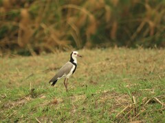 Vanellus crassirostris
