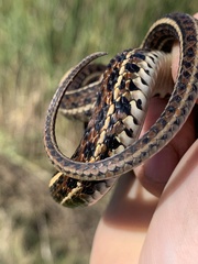 Thamnophis radix