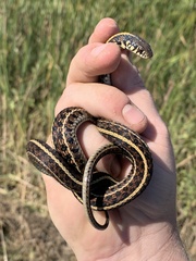 Thamnophis radix